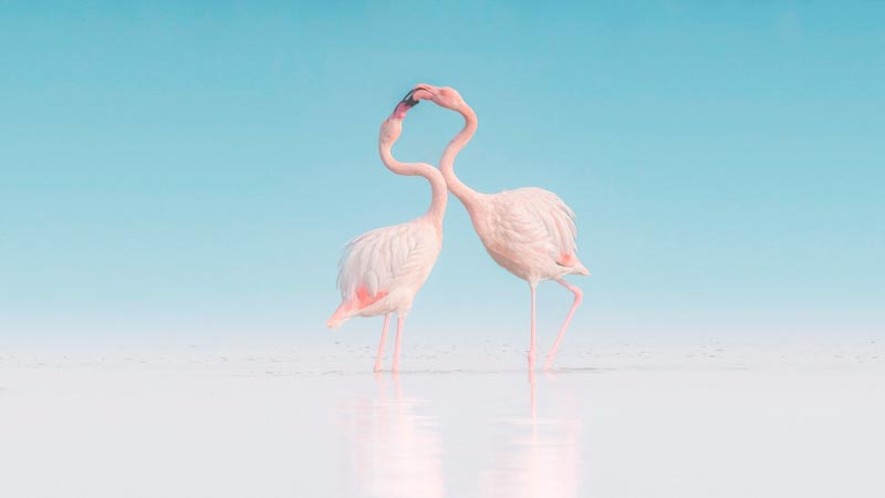Flamingoes 7