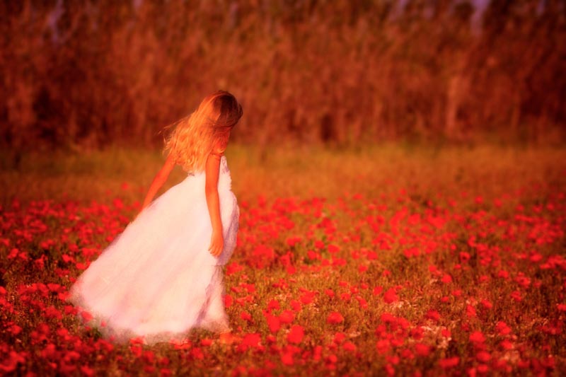Parmi les coquelicots