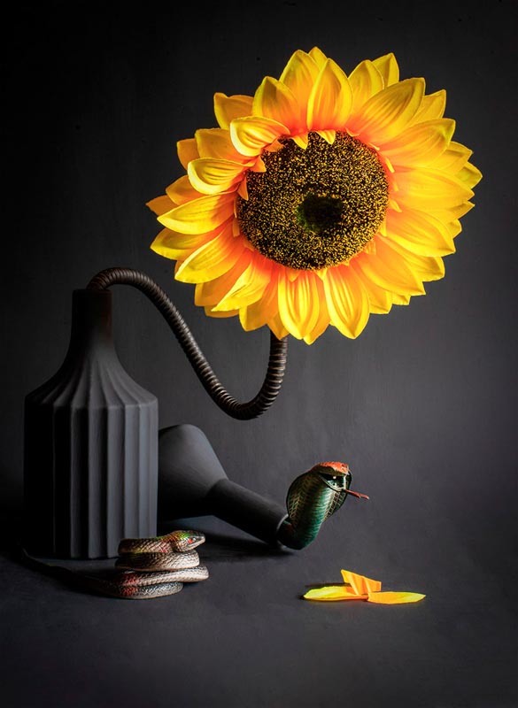 Sunflower and two snakes