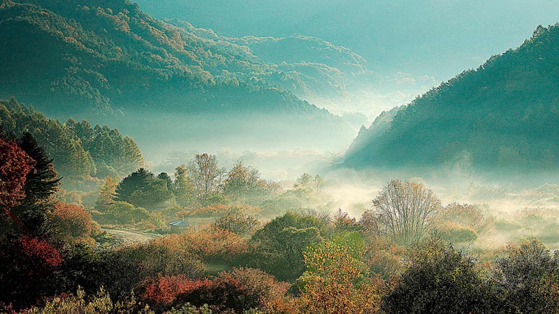 Morning in the forest