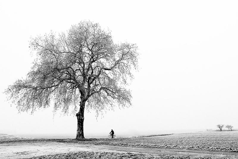 L arbre... le cycliste...