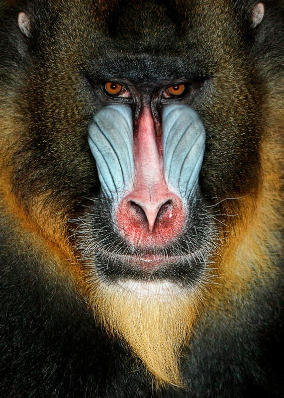 Mandrill