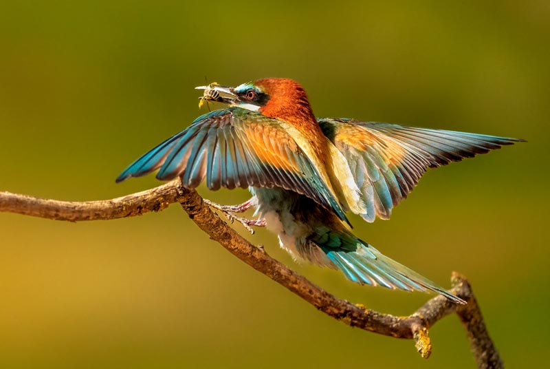 Beautiful bee eater