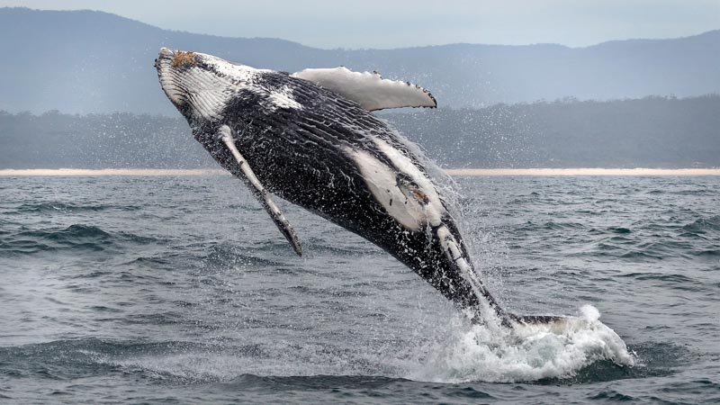 Flying humpback 3