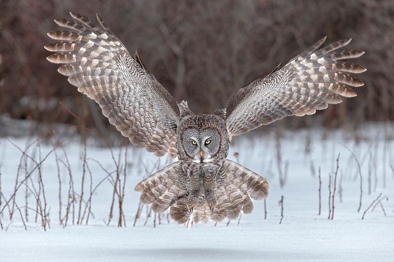 Great gray owl in flight