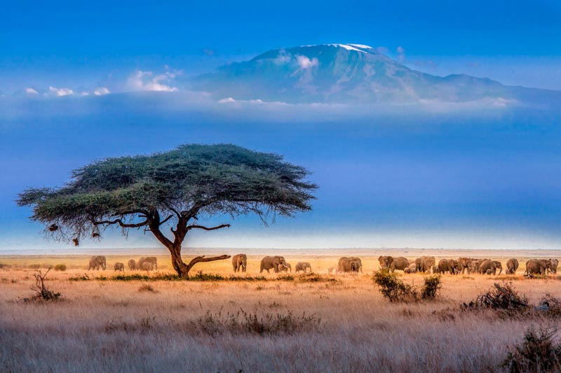 Kilimanjaro
