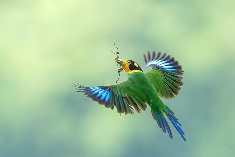 Long-tailed broadbill