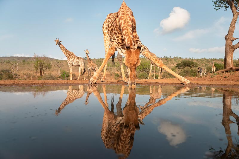 Giraffe drinking