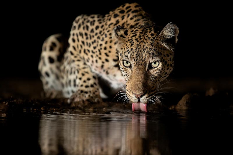 Leopard drinking