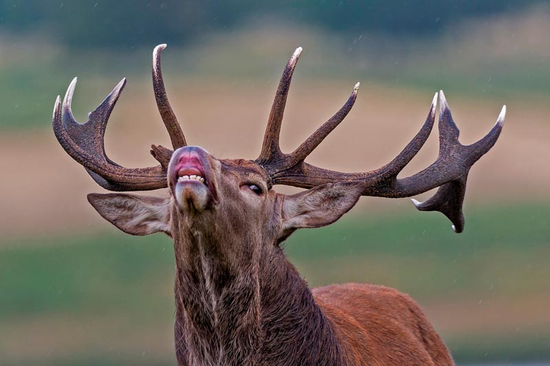 Le brame du cerf