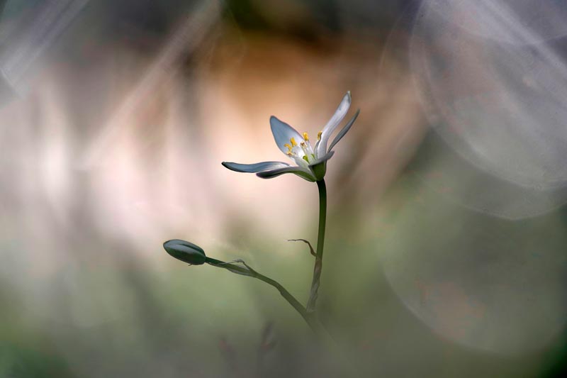 La dame de 11 heures