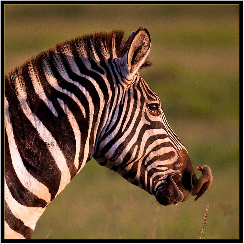 Ze_bre et piqueboeuf