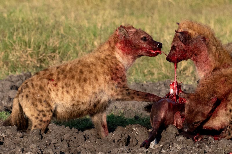 Hyenes dévorant une proie