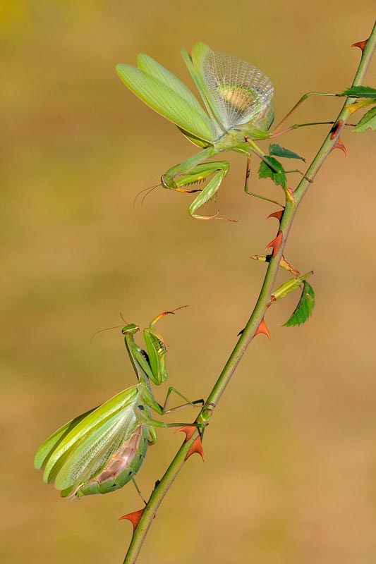 Les 2 mantes