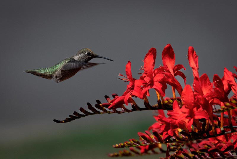 Colibri a_ l'approche