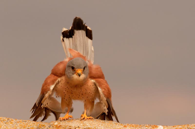 Tu ne me fais pas peur