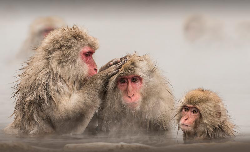 Grooming macaques
