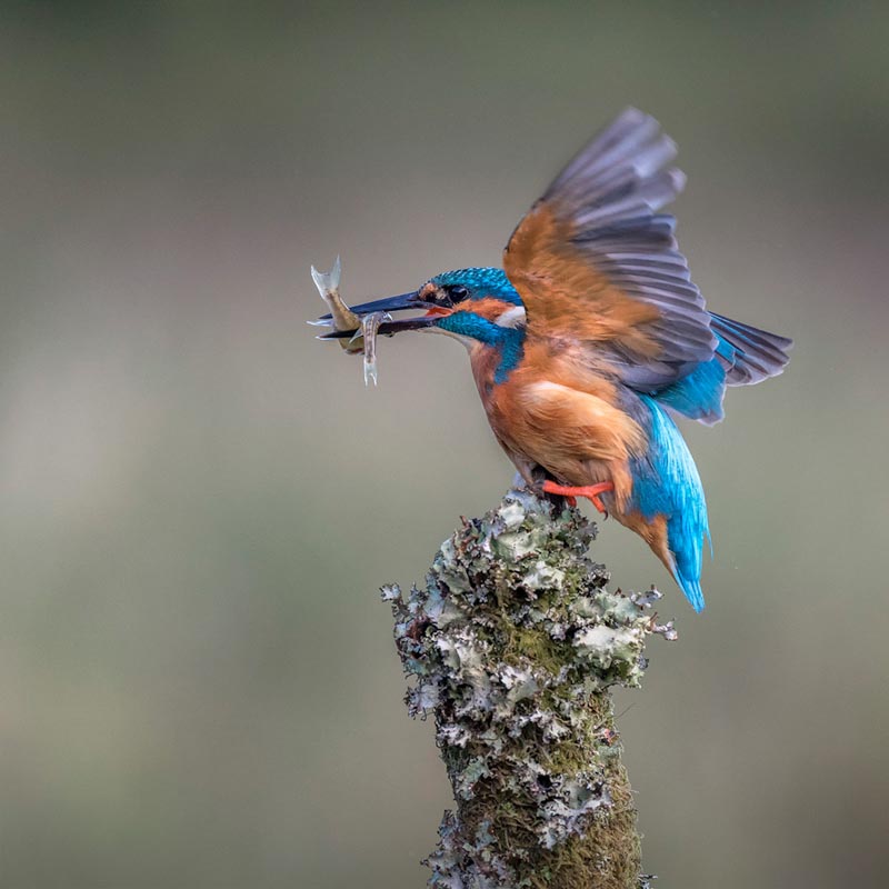 Kingfisher a good catch
