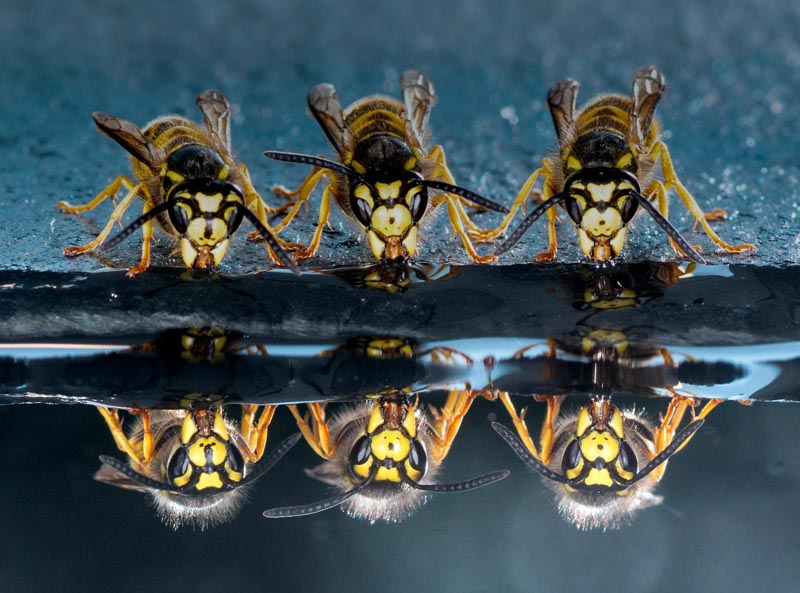 Drinking wasps reflected