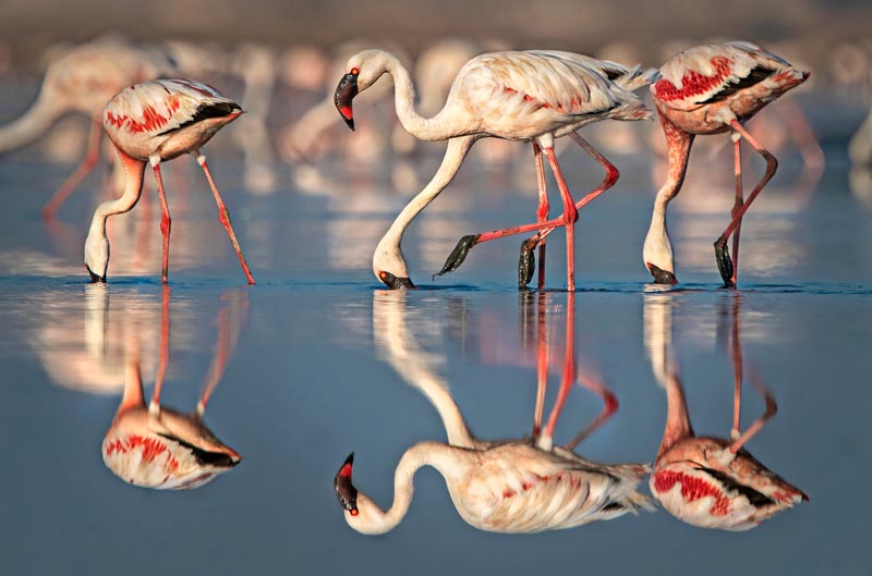 A bird with two heads