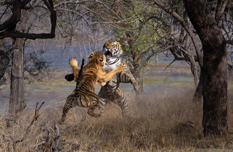 T 120 and krishna 7218