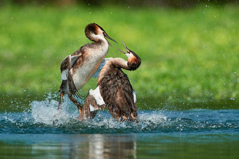 Fighting grebes 1