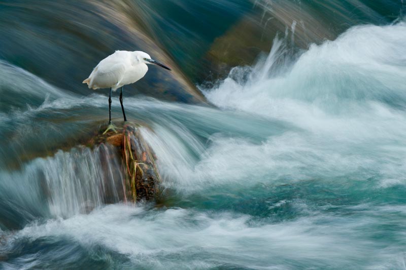 Fishing in the rapids 2
