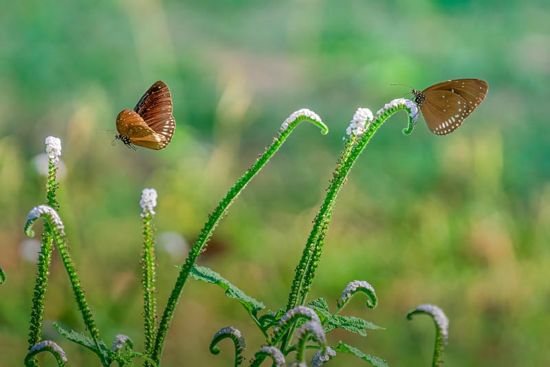 Two brown butterflies