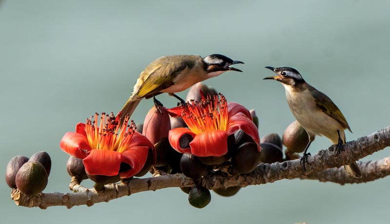 Singing in the morning