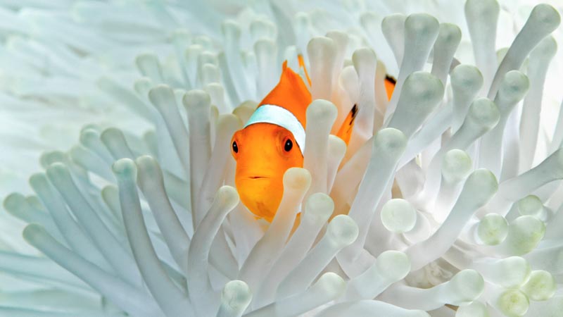 Clown et anemone blanche