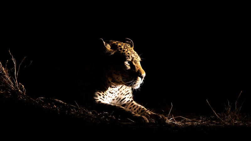 Leopard male sidelit