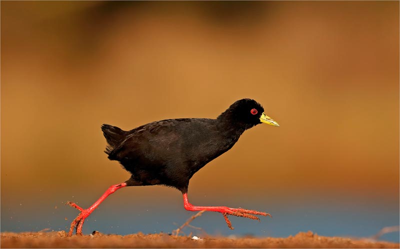 Black crake running 0121