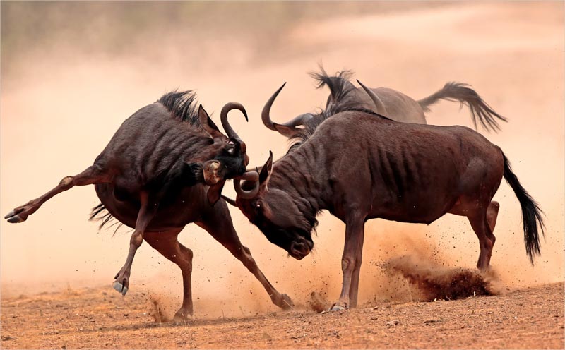 Wildebeeste fight 0420