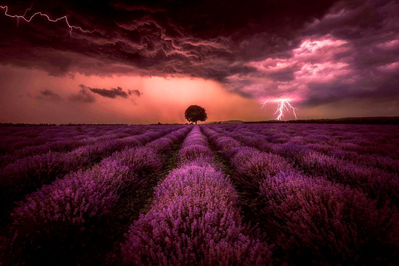 Lavender storm