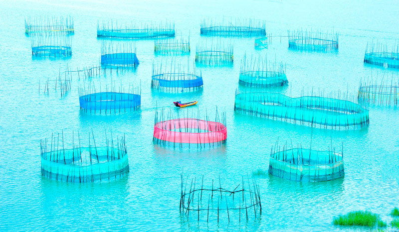 Colorful purse seine