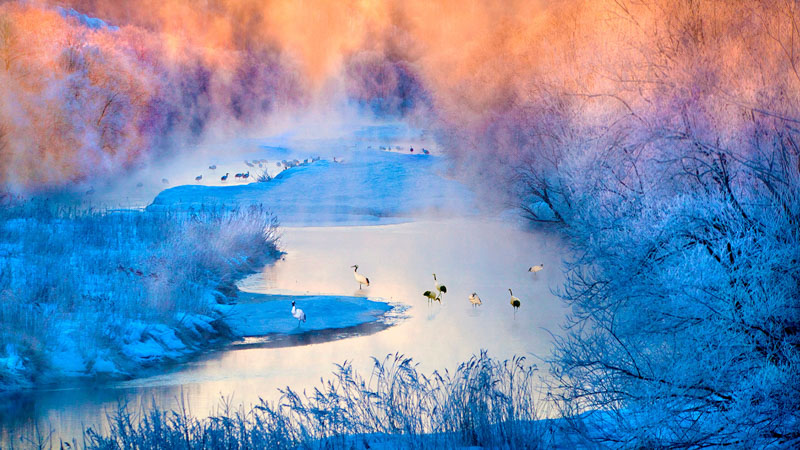 Crane in morning fog 2