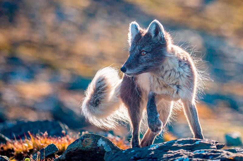 Arctic fox svalbard turning
