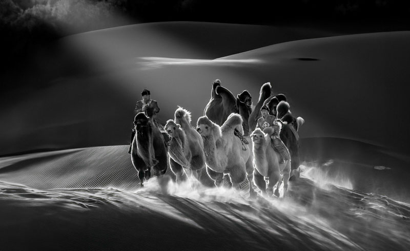 Camels in the desert