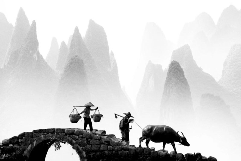 Old man returns with the cattle