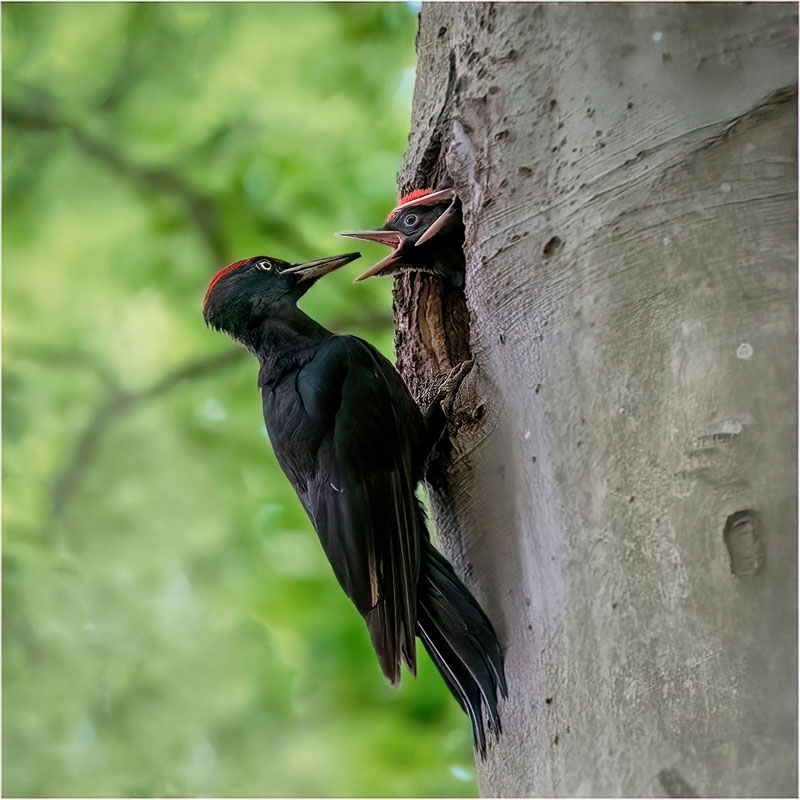 Schwarzspecht fütterung