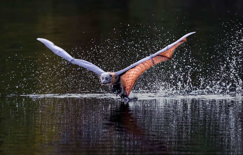 Bat drinking water2