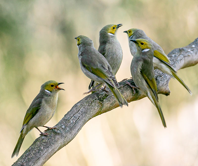 White plumed honeyeaters
