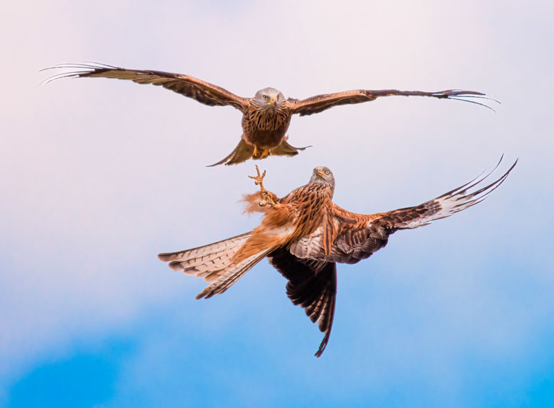 Red kites in south wales