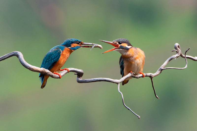 Kingfisher feeding 2