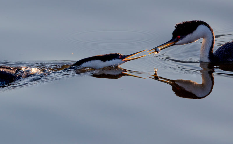 Providing for his mate