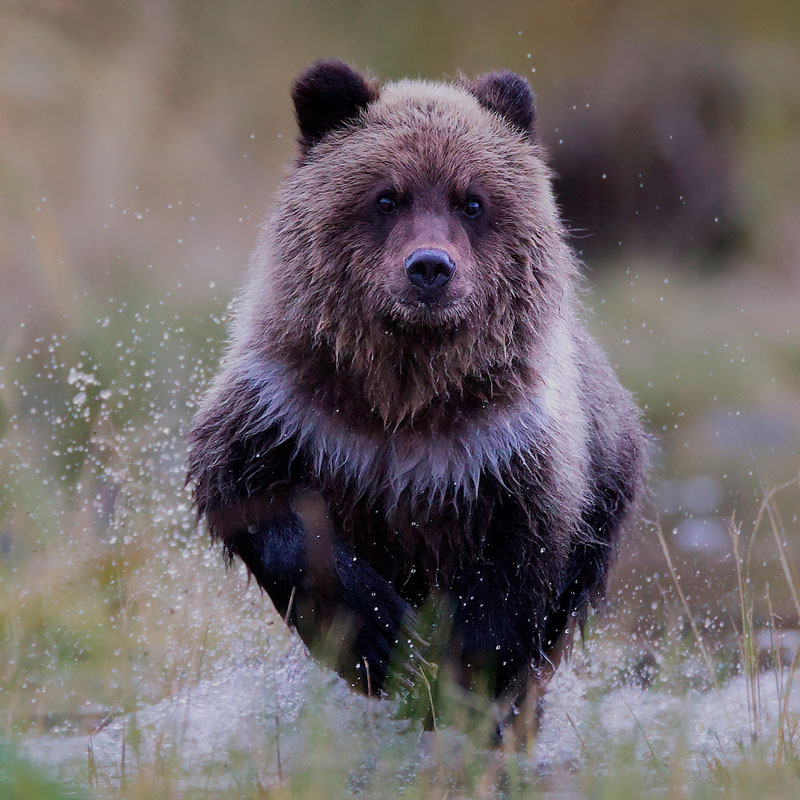 First year grizzly cub running
