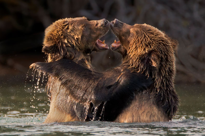 Grizzly cubs playfighting