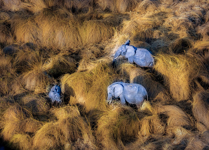 Bush elephants
