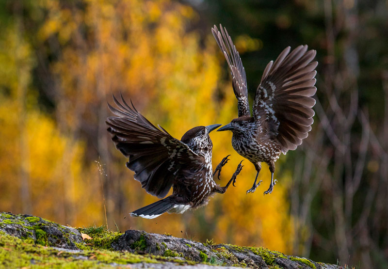 Nutcrackers fighting