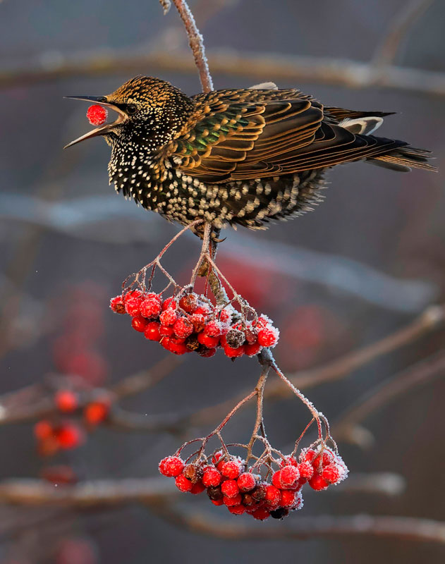 Starling